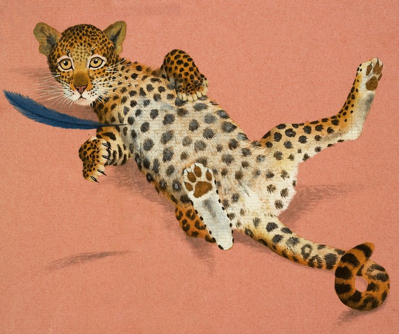 Leopardin pentu tekijältä English School