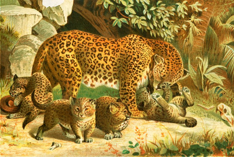 Leopardit tekijältä English School