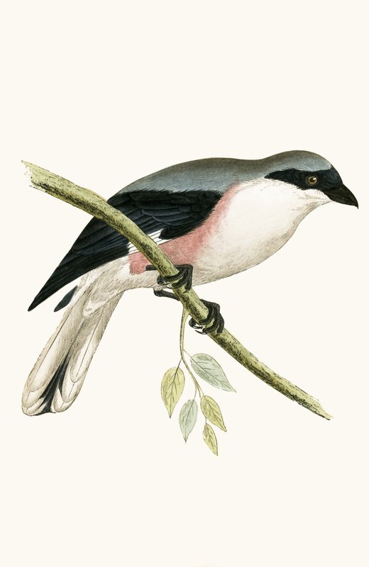 Lesser Grey Shrike, kuvitus Charles Robert Breen (1811-86) teoksesta "A History of the Birds of the Birds of the British Islands", julkaistu 1867 tekijältä English School