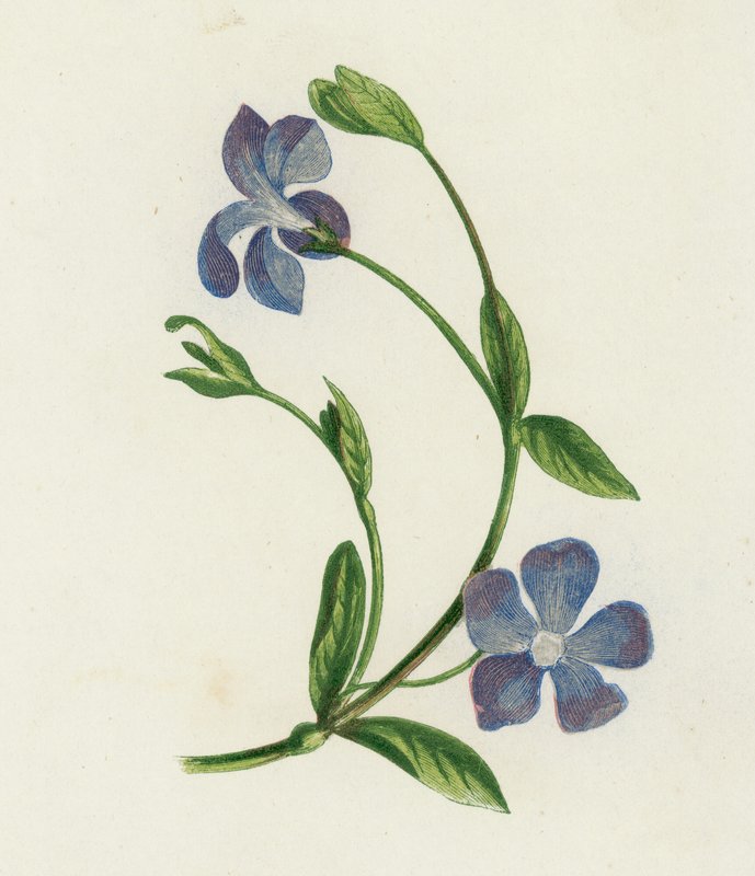 Lesser Periwinkle, Vinca Minor (väri litho) tekijältä English School