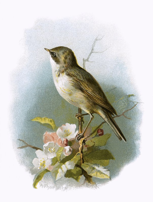 Pieni Whitethroat tekijältä English School