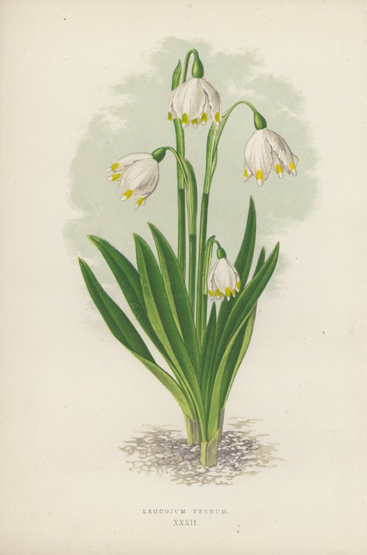 Leucojum Vernum (väri litho) tekijältä English School