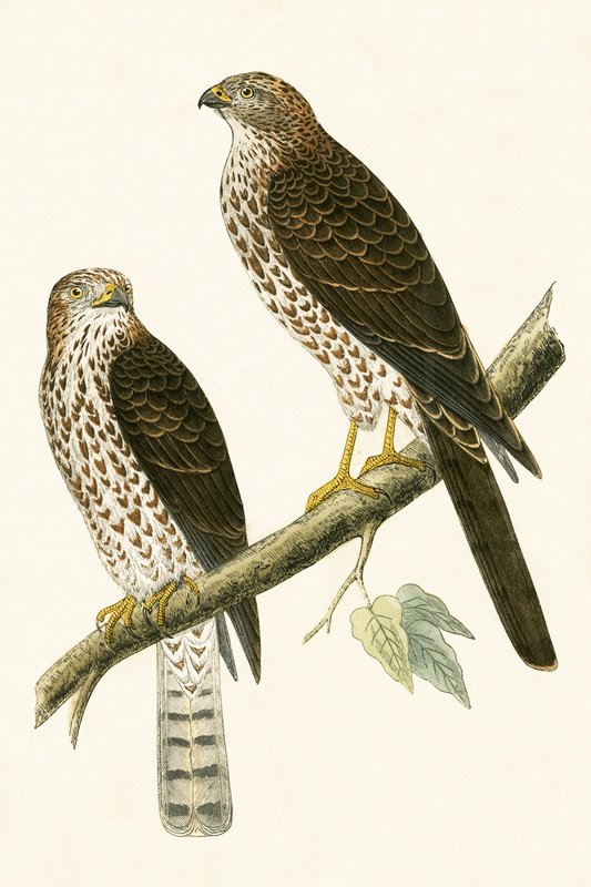 Levantin varpushaukka, kuva Charles Robert Breen (1811-86) teoksesta "A History of the Birds of Europe Not Observed in the British Isles", julkaistu 1867. tekijältä English School