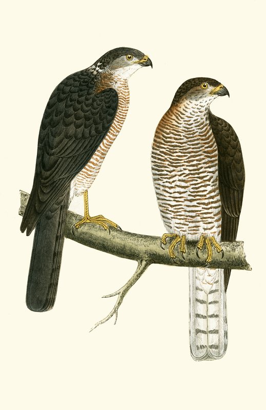 Levant Sparrow Hawk, kuvitus Charles Robert Breen (1811-86) teoksesta 