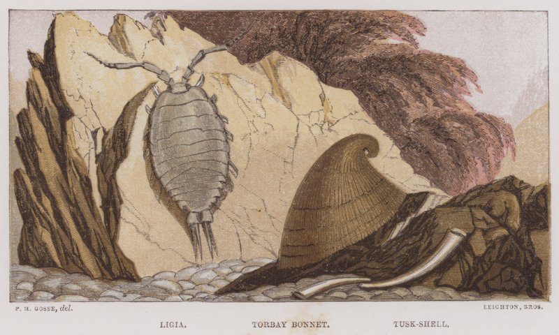 Ligia, Torbay Bonnet, Tusk-Shell (värilitografia). tekijältä English School