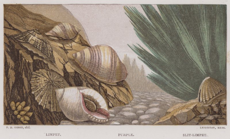 Limpet, Violetti, Slit-Limpet (väri litho) tekijältä English School
