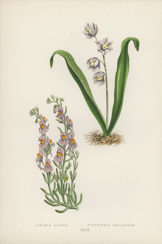 Alpine Linaria; Puschkinia Scilloides (Color Litho) tekijältä English School