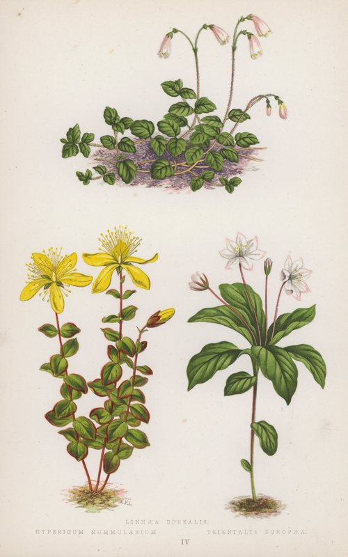 Linnaea Borealis; Hypericum Nummularium; Trientalis Europaea (väri lit.) tekijältä English School