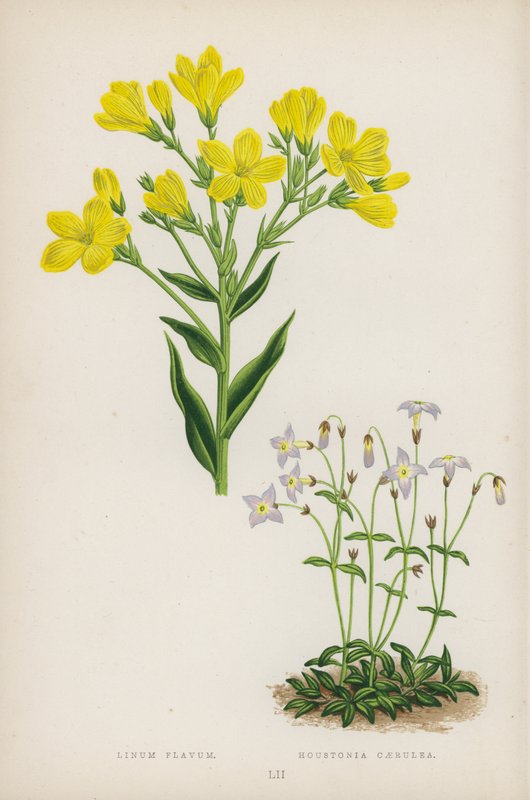 Keltainen pellava; Houstonia Blue (väri litho) tekijältä English School