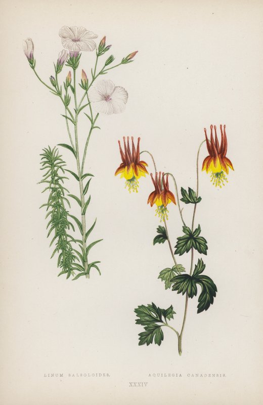 Linum Salsoloides; Aquilegia canadensis (väri litho) tekijältä English School