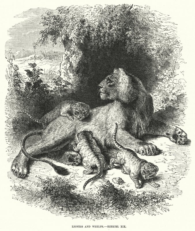 Lioness and Whelps, Ezekiel XIX (kaiverrus) tekijältä English School