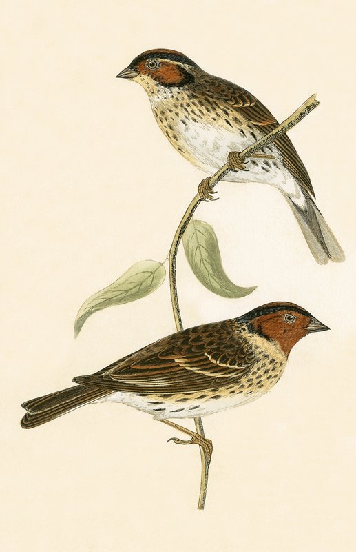 Little Bunting, kuvitus Charles Robert Breen (1811-86) teoksesta "A History of the Birds of the Birds of the British Islands", julkaistu 1867 tekijältä English School