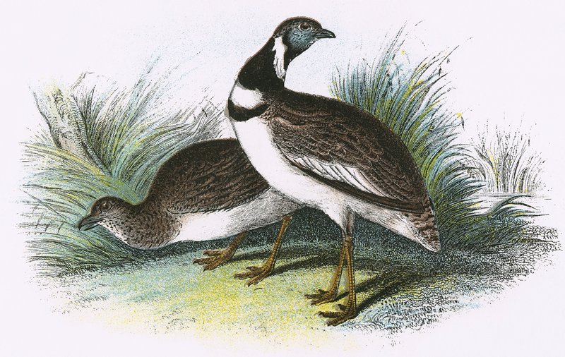 Pikku Bustard tekijältä English School