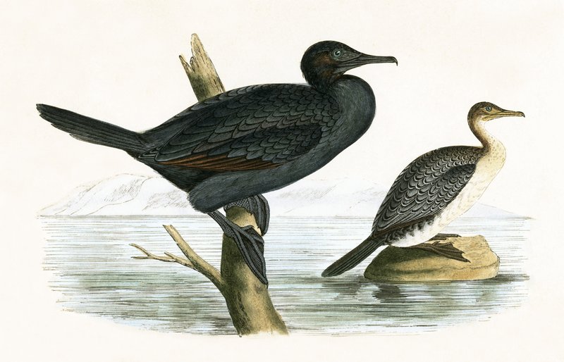 Pikku merimetso, kuvitus Charles Robert Breen (1811-86) teoksesta 