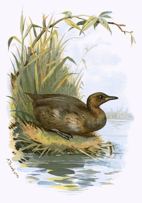 Pikku Grebe tekijältä English School
