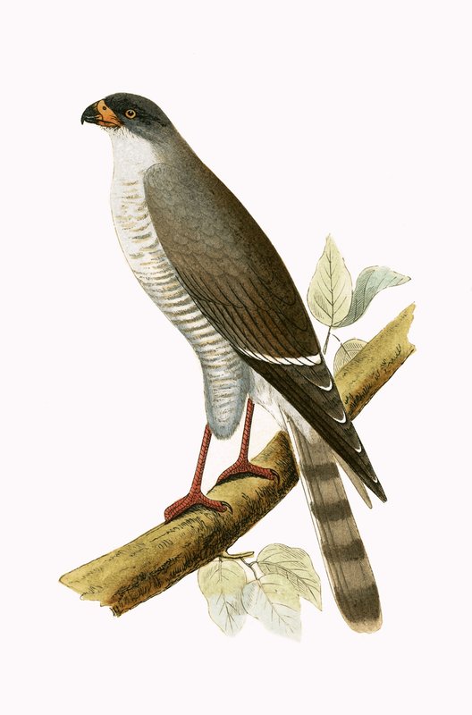 Pikkupunahaukka, kuvitus Charles Robert Breen (1811-86) teoksesta "A History of the Birds of Europe Not Observed in the British Isles", julkaistu 1867. tekijältä English School