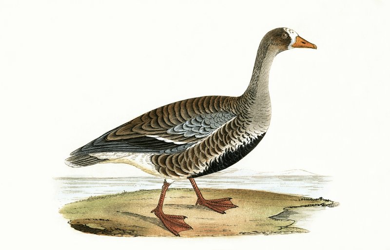 Little White Fronted Goose, kuvitus Charles Robert Breen (1811-86) teoksesta "A History of the Birds of the Birds of the British Islands", julkaistu 1867 tekijältä English School