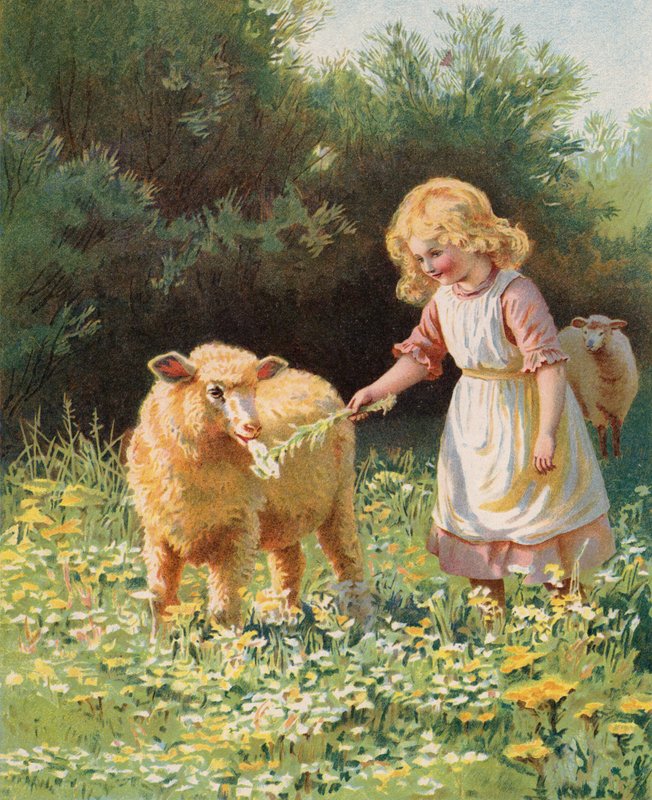 Pikkutyttö ruokkii kukkaa lampaalle niityllä (chromolitho) tekijältä English School