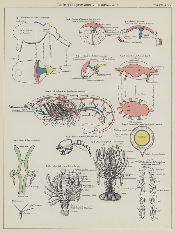 Hummeri, Homarus Vulgaris (väri litho) tekijältä English School