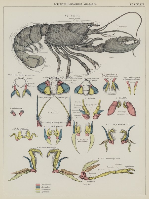 Hummeri, Homarus Vulgaris (värilitro) tekijältä English School