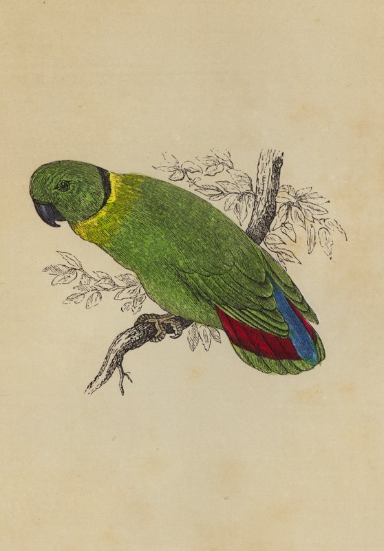 Love Bird (väri litho) tekijältä English School