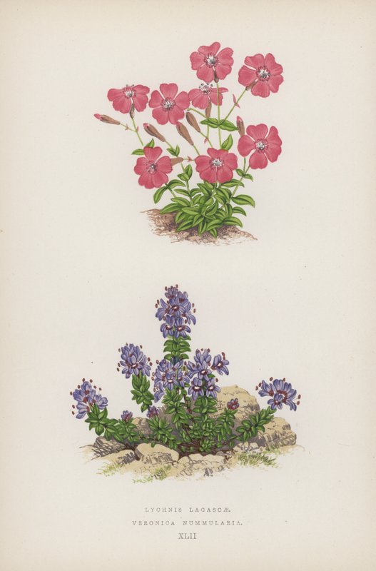 Lychnis of Lagasca; Veronica Nummularia (väri litho) tekijältä English School