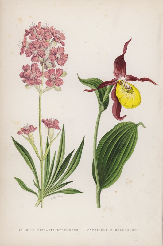 Lychnis Viscaria Splendens; tossukenkä (väri litho) tekijältä English School