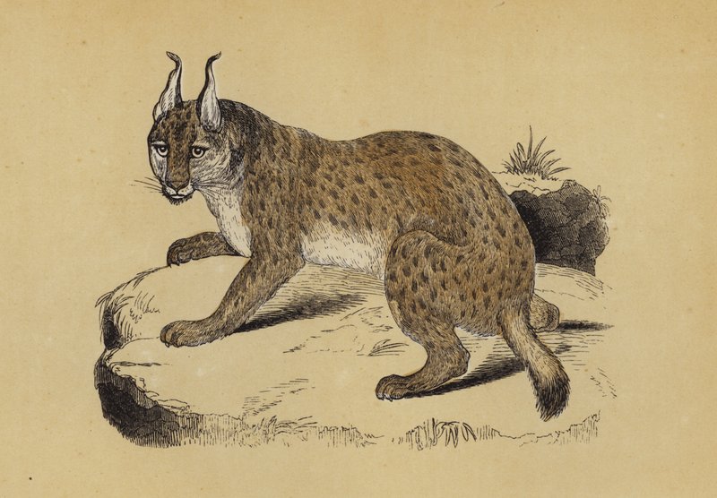 Lynx (väri lito) tekijältä English School