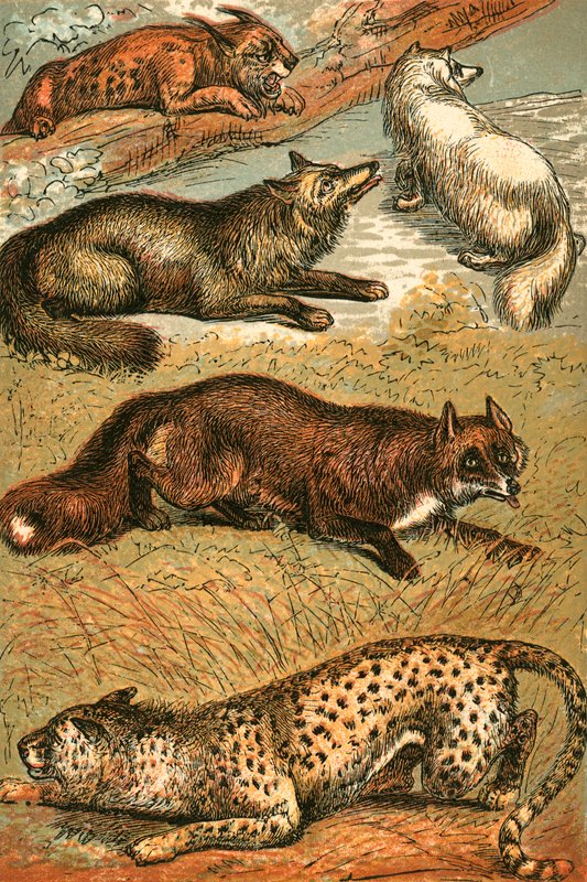 Lynx, Cross Fox, Arctic Fox, Common Fox ja Cheetah tekijältä English School