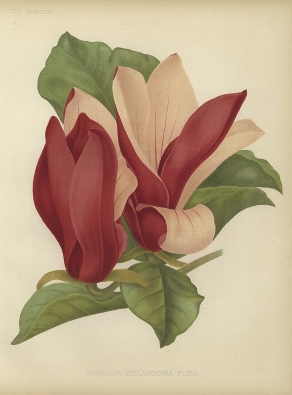 Magnolia soulangiana nigra tekijältä English School