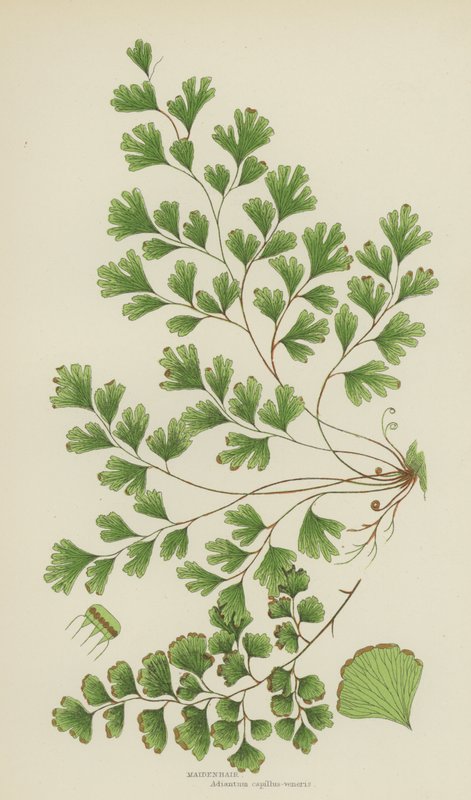 Maidenhair (värilitro) tekijältä English School