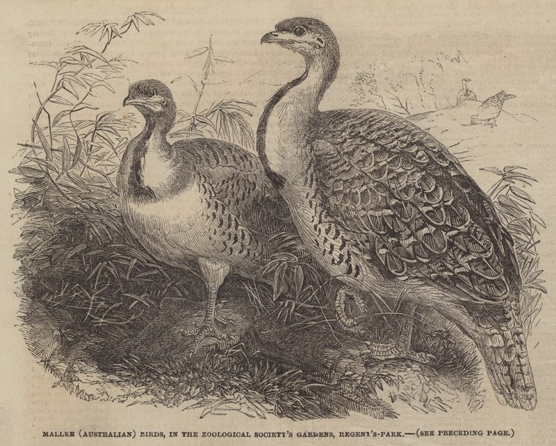Mallee (Australian) Birds, Zoological Society