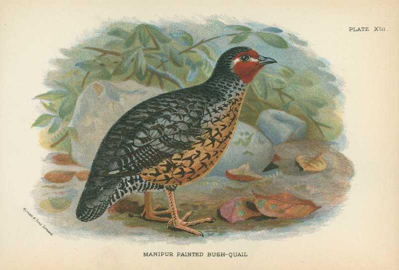 Manipur Painted Bush-Quail tekijältä English School