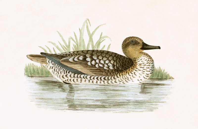 Marmoriankka, kuvitus Charles Robert Breen (1811-86) teoksesta "A History of the Birds of Europe Not Observed in the British Isles", julkaistu 1867 (värilitro). tekijältä English School