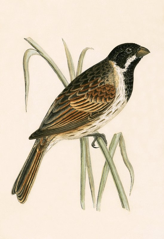 Marsh Bunting, kuvitus Charles Robert Breen (1811-86) teoksesta "A History of the Birds of the Birds of the British Islands", julkaistu 1867 tekijältä English School