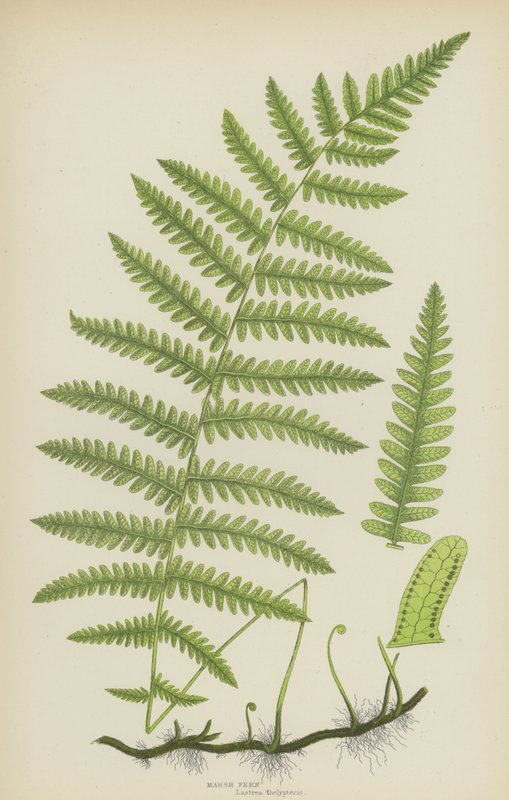 Marsh Fern (väri litho) tekijältä English School