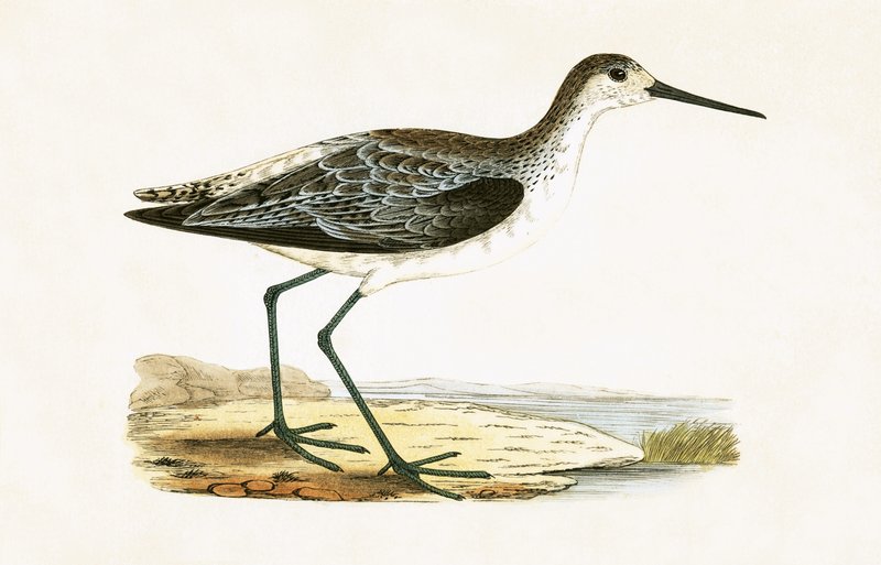 Marsh Sandpiper, kuvitus Charles Robert Breen (1811-86) teoksesta "A History of the Birds of the Birds of the British Islands", julkaistu 1867 tekijältä English School