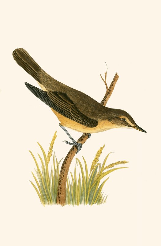 Marsh Warbler, kuvitus Charles Robert Breen (1811-86) teoksesta "A History of the Birds of the Birds of the British Islands", julkaistu 1867 tekijältä English School