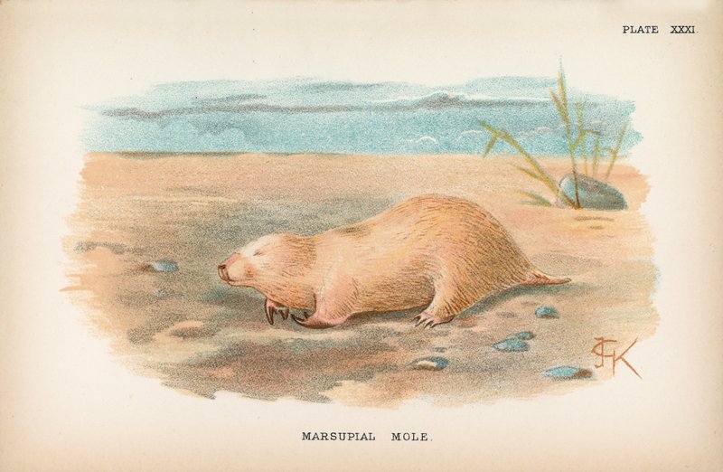 Marsupial myyrä tekijältä English School