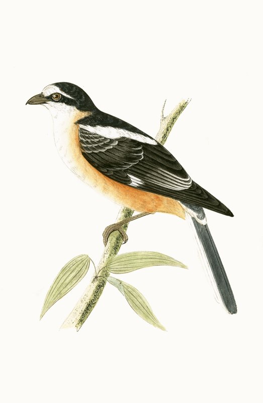 Masked Shrike, kuvitus Charles Robert Breen (1811-86) teoksesta "A History of the Birds of the Birds of the British Islands", julkaistu 1867 tekijältä English School