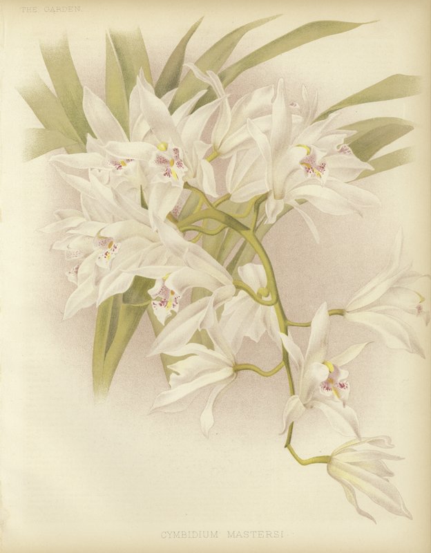 Masters Cymbidium tekijältä English School