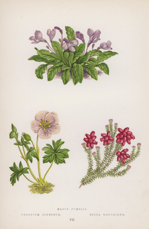 Mazus kääpiö; Geranium Heather Mackaiana (väri litho) tekijältä English School