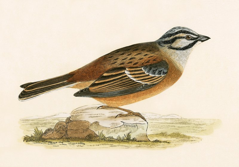 Niittykirvinen, kuva Charles Robert Breen (1811-86) teoksesta "A History of the Birds of Europe Not Observed in the British Isles", julkaistu 1867. tekijältä English School