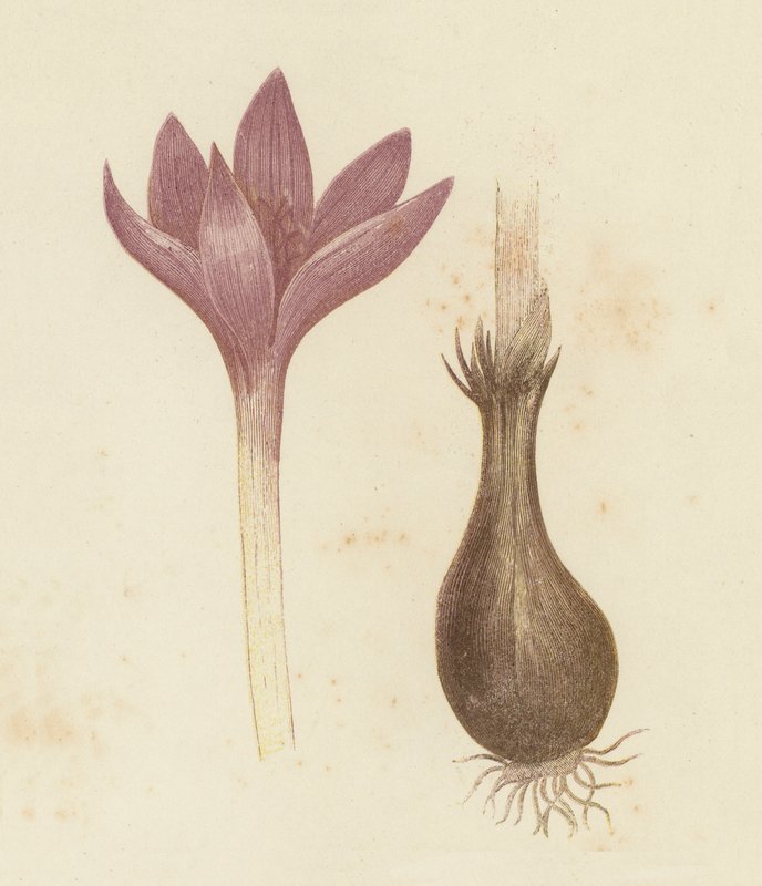 Meadow Saffron, Colchicum Autumnale (väri litho) tekijältä English School