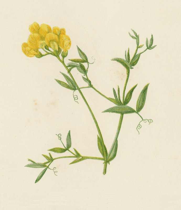 Meadow Vetchling, Lathyrus Pratensis (väri litho) tekijältä English School