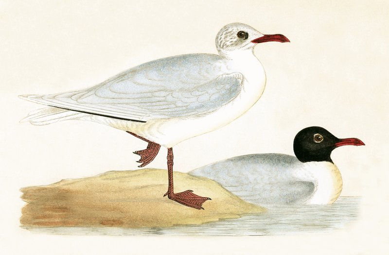 Välimeren mustapäinen lokki, kuvitus Charles Robert Breen (1811-86) teoksesta "A History of the Birds of the Birds of the British Islands", julkaistu 1867 (värilitho) tekijältä English School