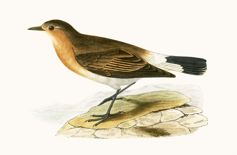 Menetries Wheatear, kuvitus Charles Robert Breen (1811-86) teoksesta "Euroopan lintujen historia, joita ei havaittu Brittein saarilla", julkaistu 1867 tekijältä English School