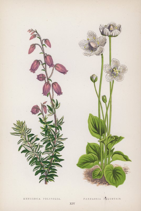 Menziesia Polifolia; Parnassia Palustris (väri litho) tekijältä English School