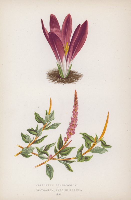 Merendera Bulbocodium; Polygonum Vaccinifolium (väri lit.) tekijältä English School