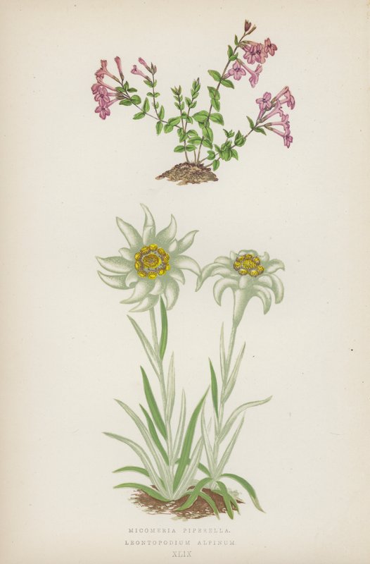 Micomeria Piperella; Leontopodium Alpinum (värilitho). tekijältä English School
